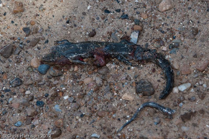 Long-lined Skink (Plestiodon tetragrammus tetragrammus)