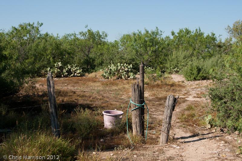 Texas Tortoise (Gopherus berlandieri)