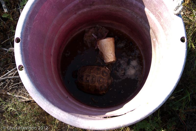 Texas Tortoise (Gopherus berlandieri)