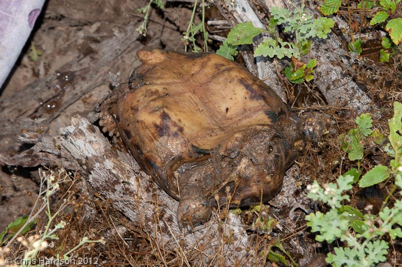 Texas Tortoise (Gopherus berlandieri)