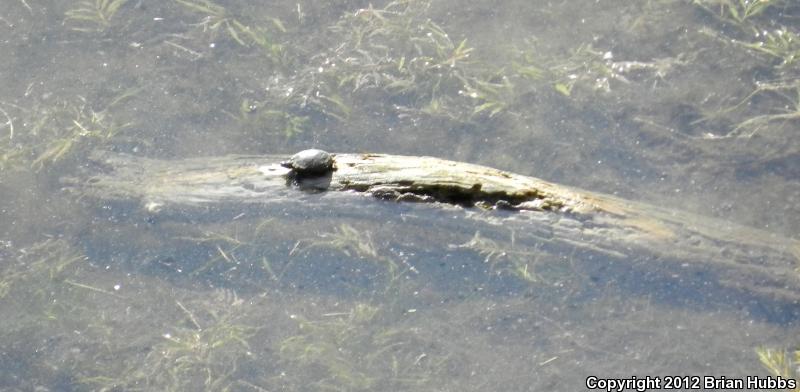 Sonoran Mud Turtle (Kinosternon sonoriense sonoriense)