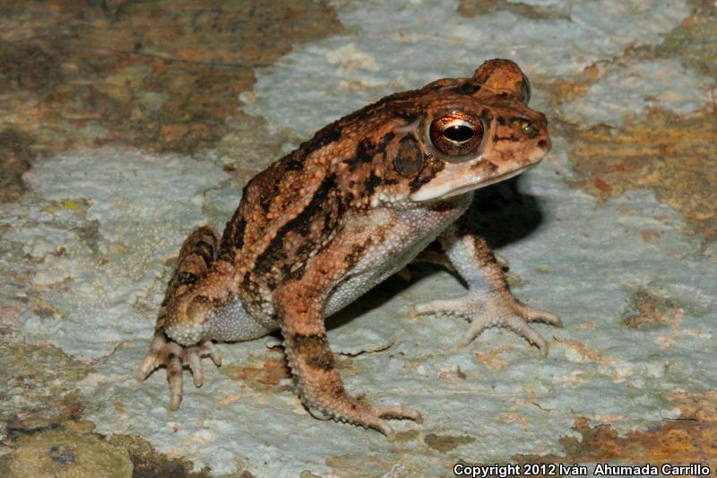 Sinaloa Toad (Ollotis mazatlanensis)