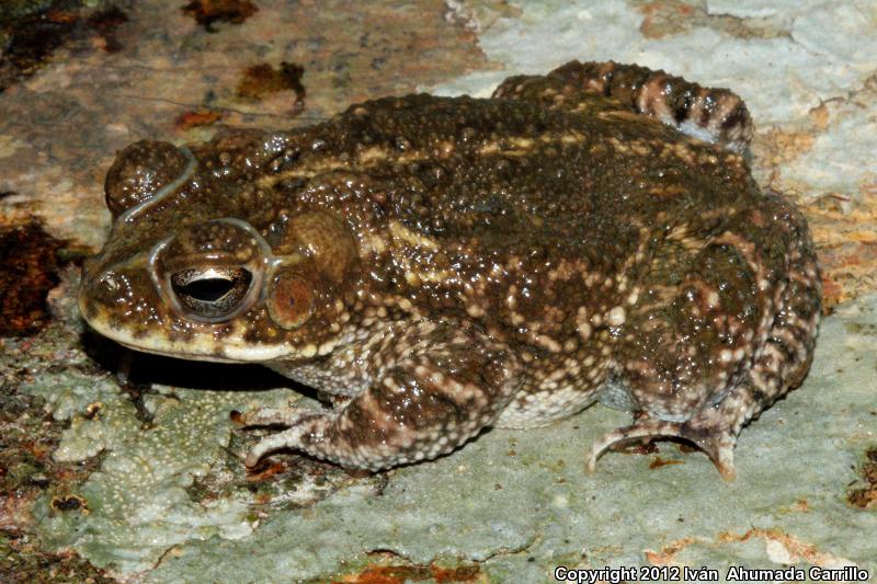 Sinaloa Toad (Ollotis mazatlanensis)