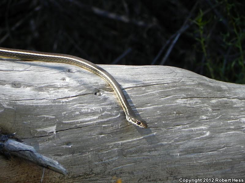 California Striped Racer (Coluber lateralis lateralis)