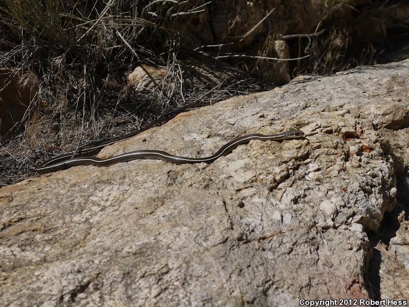 California Striped Racer (Coluber lateralis lateralis)