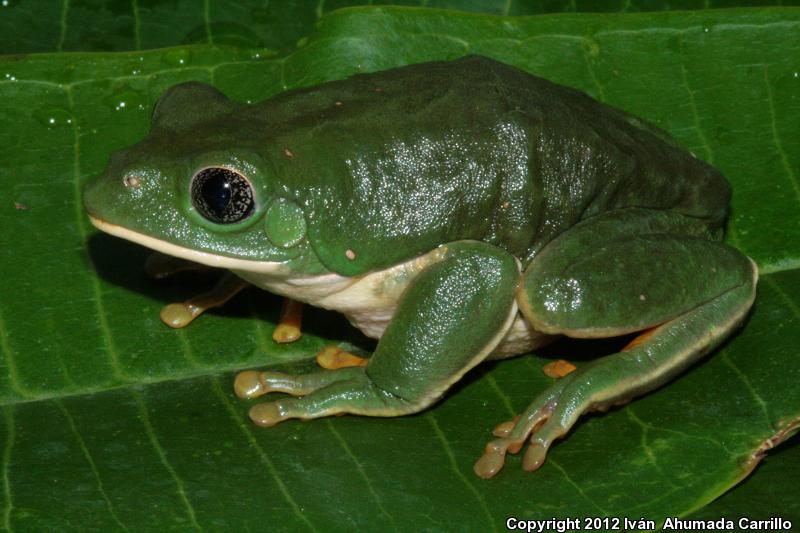 Mexican Leaf Frog (Pachymedusa dacnicolor)