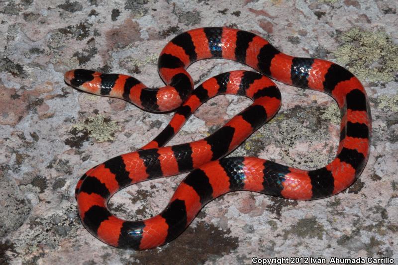 Mexican Groundsnake (Sonora mutabilis)