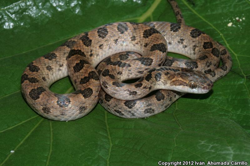 Bresson's Splendid Cat-eyed Snake (Leptodeira splendida bressoni)