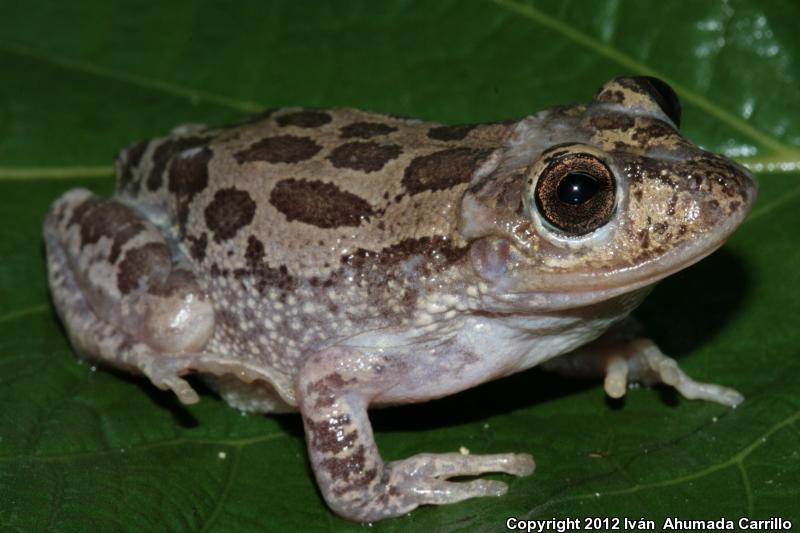 Lowland Burrowing Treefrog (Smilisca fodiens)