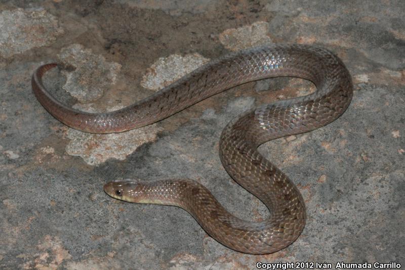 Large-nosed Earthsnake (Conopsis nasus)