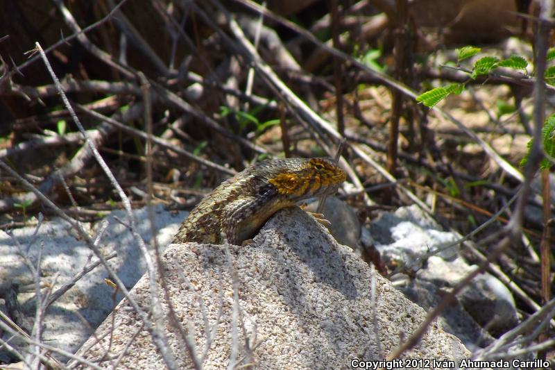 Eastern Spiny Lizard (Sceloporus spinosus)