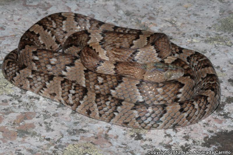 Mexican Lyresnake (Trimorphodon tau tau)