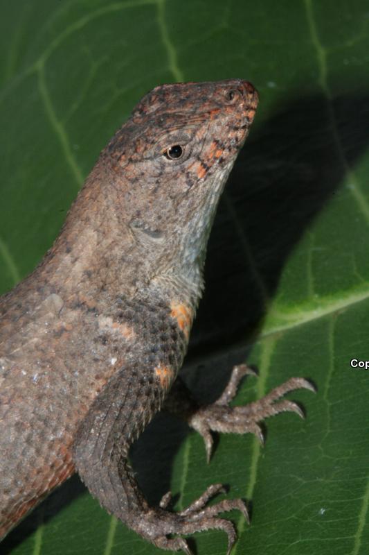 Nelson's Spiny Lizard (Sceloporus nelsoni)