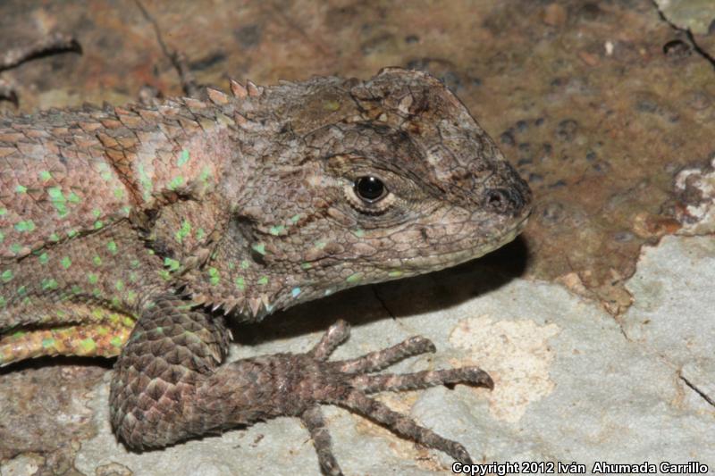 Odd-scaled Spiny Lizard (Sceloporus heterolepis)