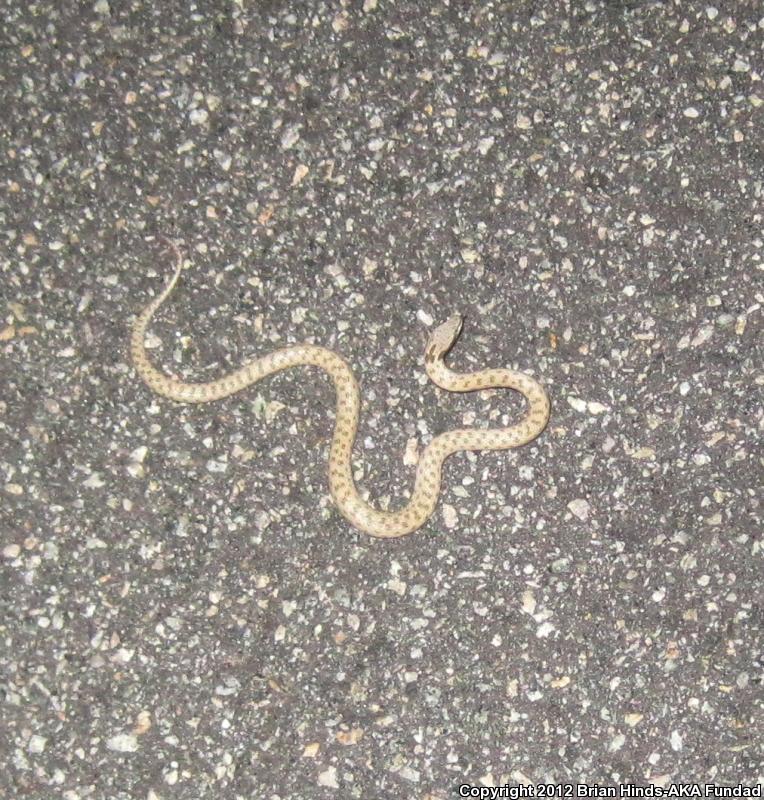 Desert Nightsnake (Hypsiglena chlorophaea deserticola)