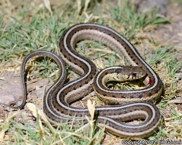 New Mexico Gartersnake (Thamnophis sirtalis dorsalis)