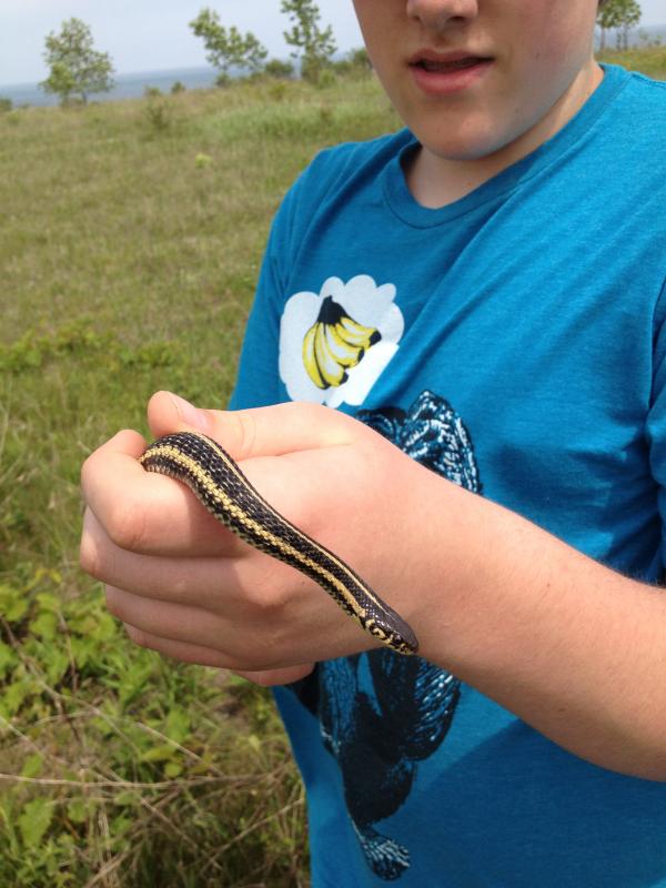 Butler's Gartersnake (Thamnophis butleri)