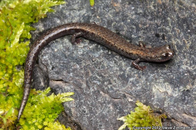 Kern Canyon Slender Salamander (Batrachoseps simatus)