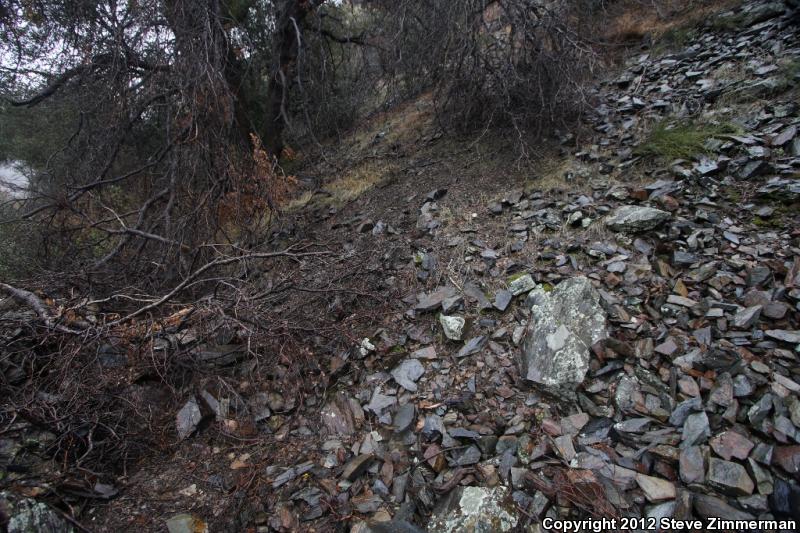 Kern Canyon Slender Salamander (Batrachoseps simatus)