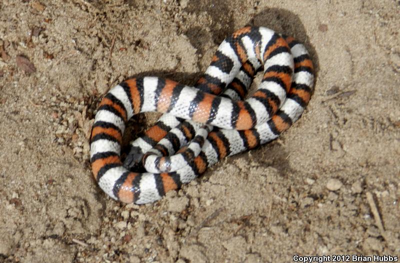 Pale Milksnake (Lampropeltis triangulum multistriata)