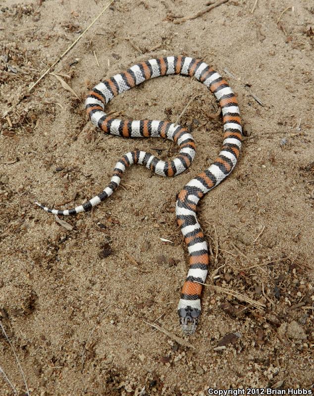 Pale Milksnake (Lampropeltis triangulum multistriata)