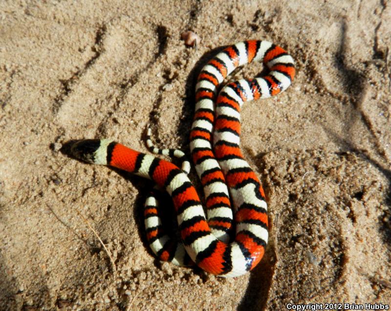 Pale Milksnake (Lampropeltis triangulum multistriata)