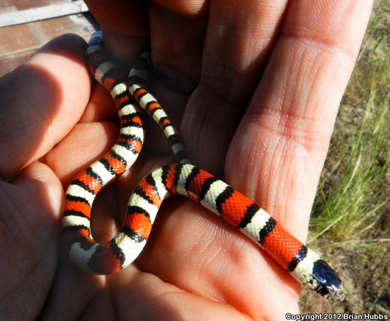 Pale Milksnake (Lampropeltis triangulum multistriata)