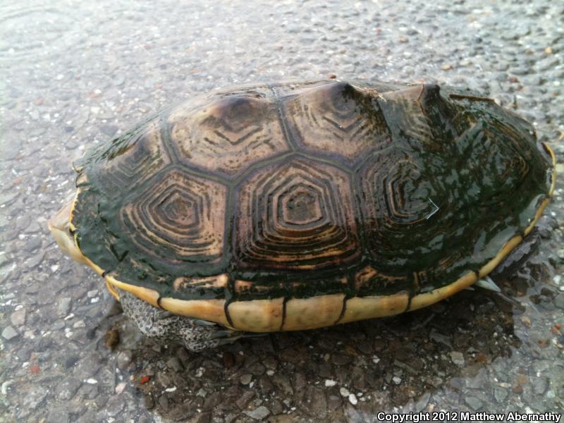 Texas Diamond-backed Terrapin (Malaclemys terrapin littoralis)