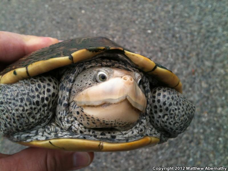 Texas Diamond-backed Terrapin (Malaclemys terrapin littoralis)