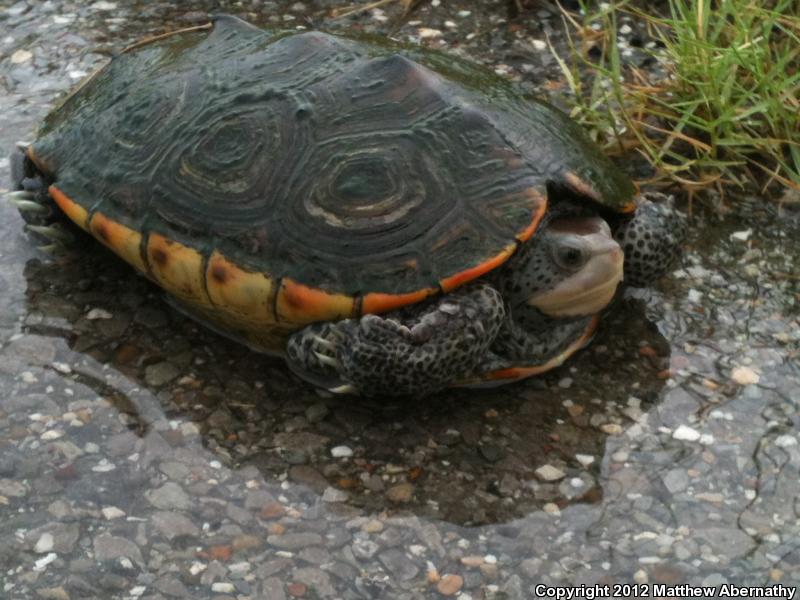 Texas Diamond-backed Terrapin (Malaclemys terrapin littoralis)