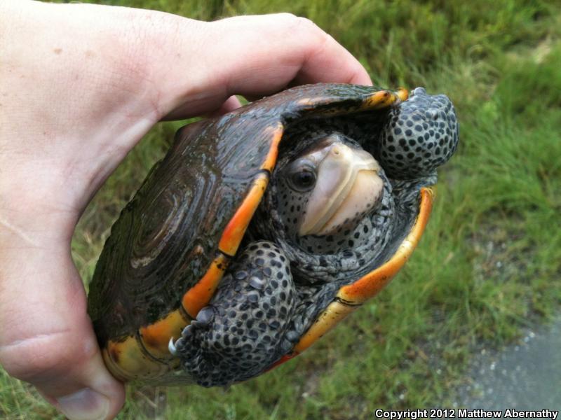 Texas Diamond-backed Terrapin (Malaclemys terrapin littoralis)