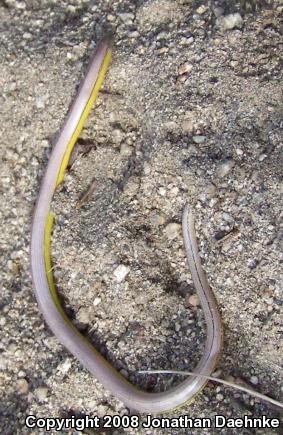 Silvery Legless Lizard (Anniella pulchra pulchra)