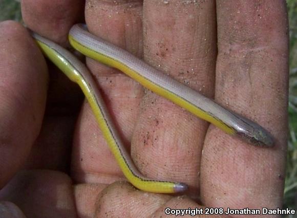 Silvery Legless Lizard (Anniella pulchra pulchra)