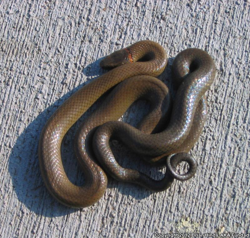 San Bernardino Ring-necked Snake (Diadophis punctatus modestus)