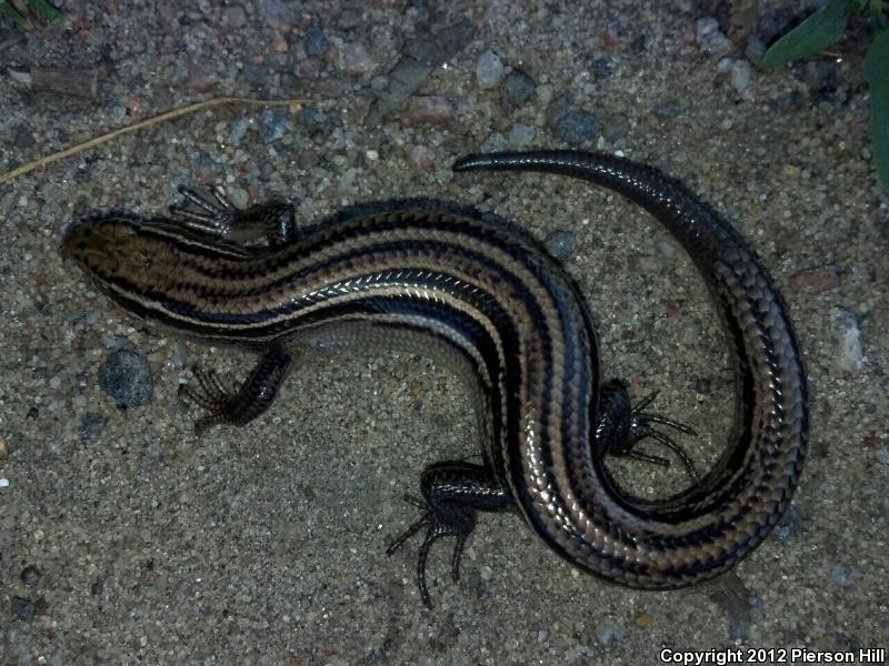 Northern Prairie Skink (Plestiodon septentrionalis septentrionalis)