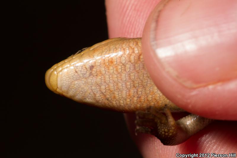 Northern Prairie Skink (Plestiodon septentrionalis septentrionalis)