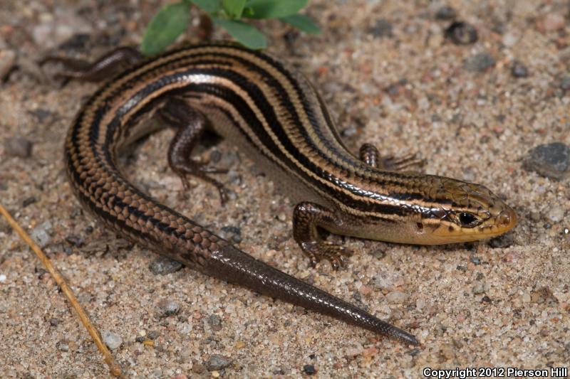 Northern Prairie Skink (Plestiodon septentrionalis septentrionalis)