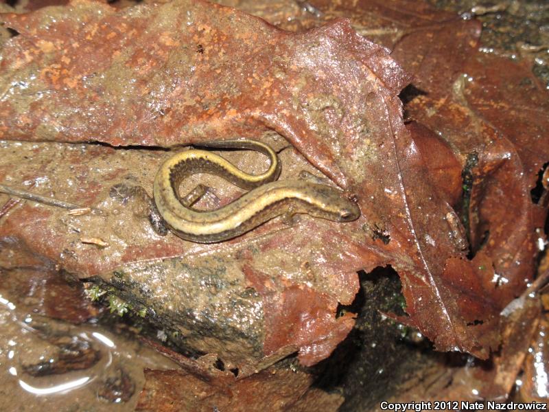 Northern Two-lined Salamander (Eurycea bislineata)