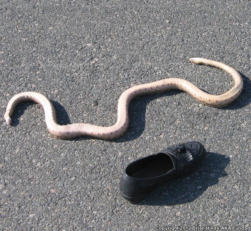 San Diego Gopher Snake (Pituophis catenifer annectens)