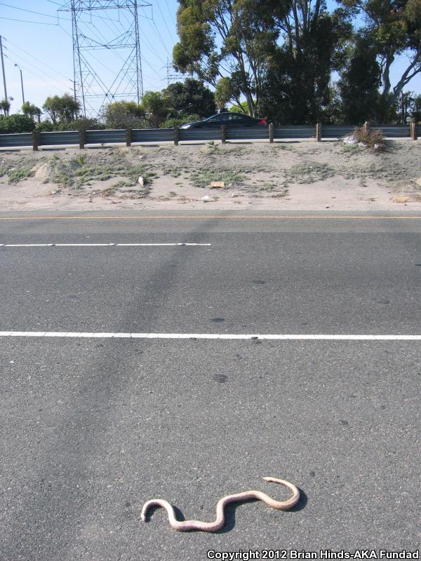 San Diego Gopher Snake (Pituophis catenifer annectens)