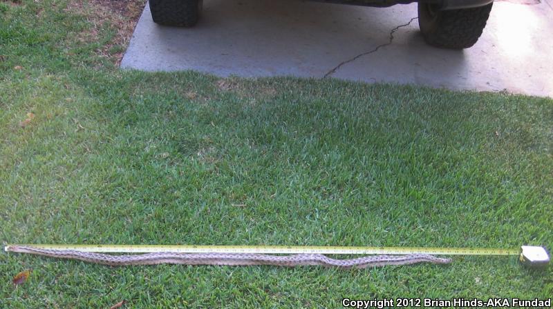 San Diego Gopher Snake (Pituophis catenifer annectens)