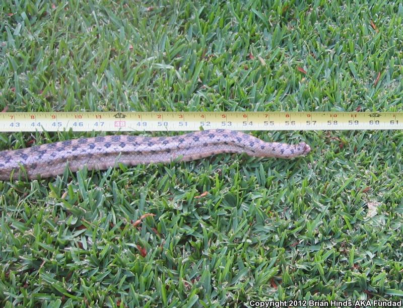 San Diego Gopher Snake (Pituophis catenifer annectens)