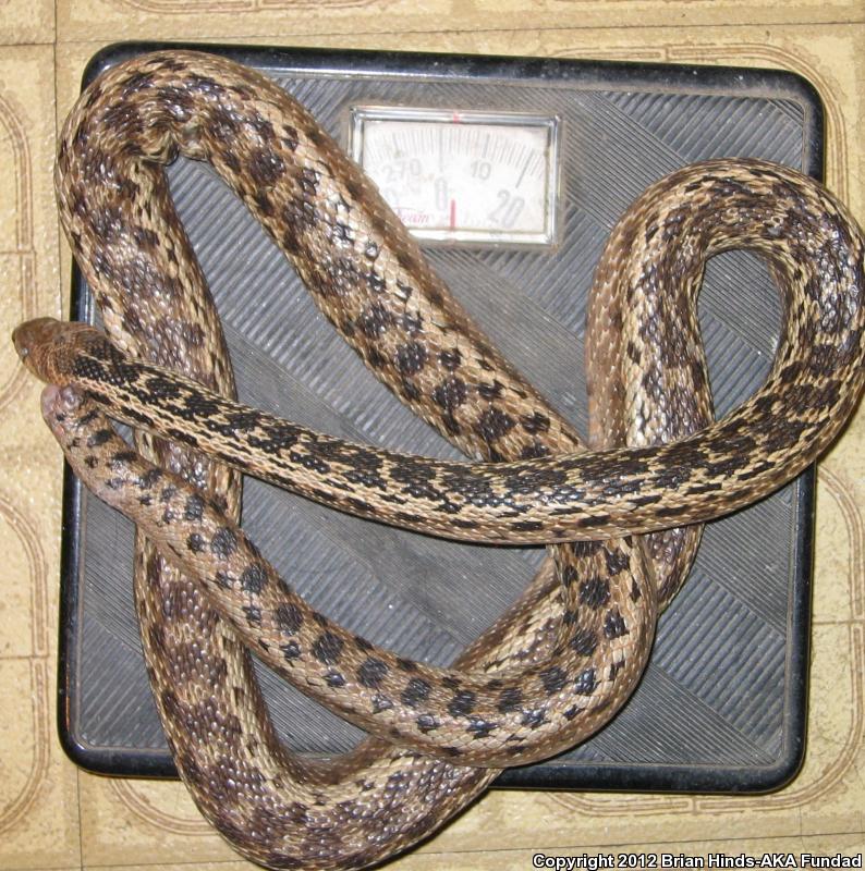 San Diego Gopher Snake (Pituophis catenifer annectens)