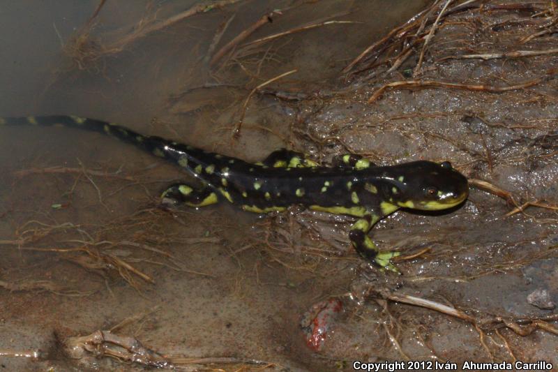 Plateau Tiger Salamander (Ambystoma velasci)