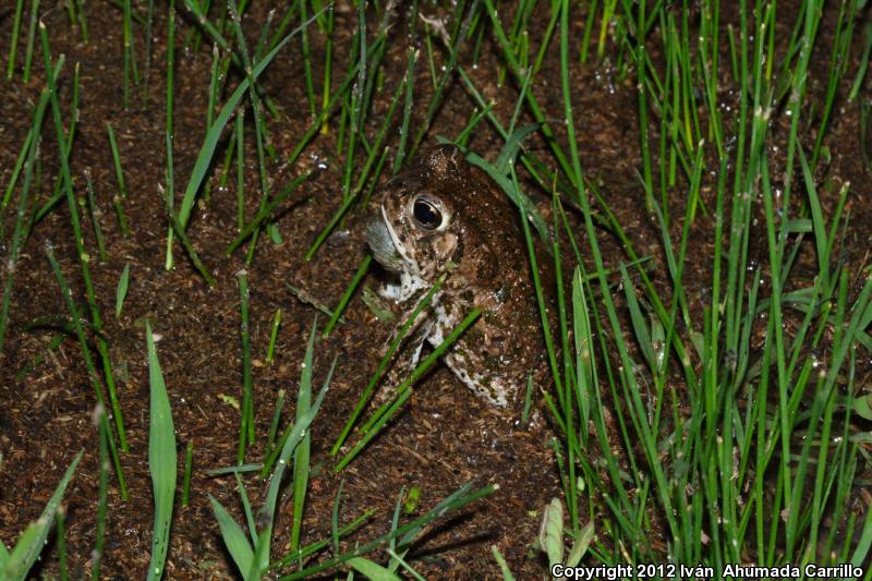 Plateau Toad (Anaxyrus compactilis)