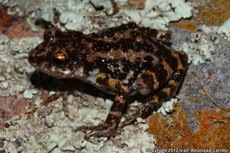 Peters's Shiny Peeping Frog (Eleutherodactylus petersi)