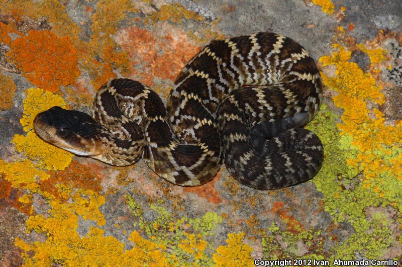 Mexican Black-tailed Rattlesnake (Crotalus molossus nigrescens)