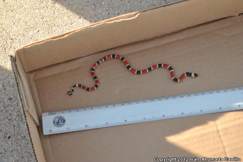 Zweifel's Coralsnake (Micrurus distans zweifeli)