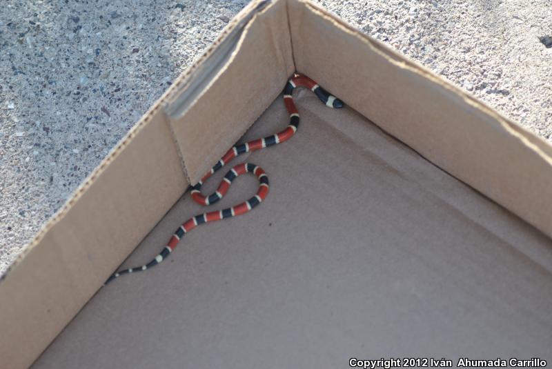 Zweifel's Coralsnake (Micrurus distans zweifeli)