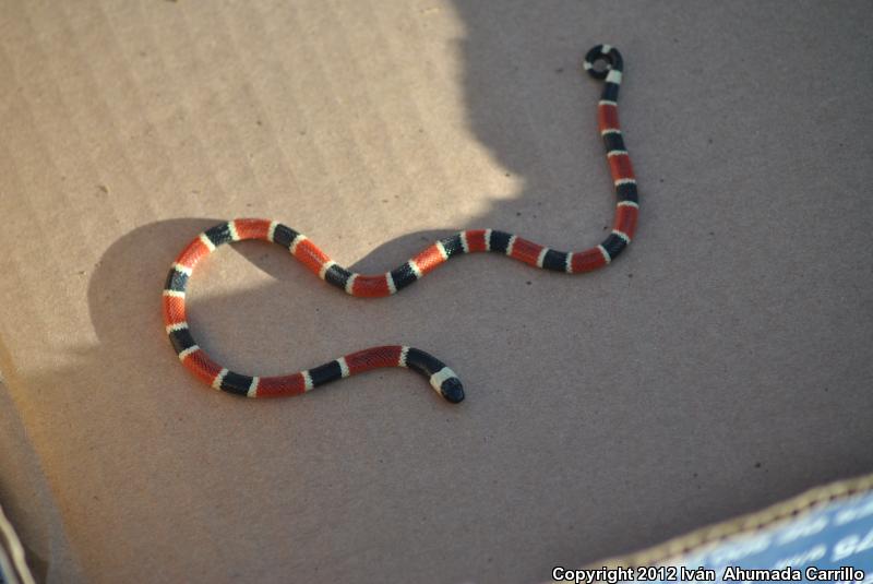 Zweifel's Coralsnake (Micrurus distans zweifeli)